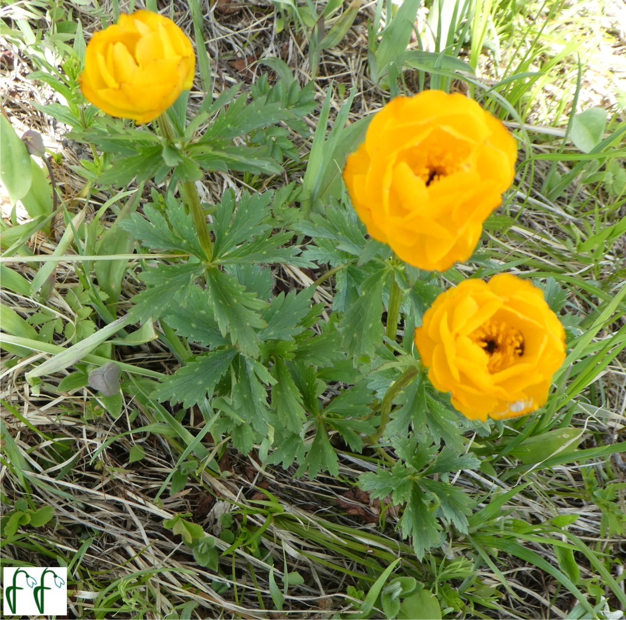 Каталог — Купальница алтайская (огонек алтайский) (Trollius altaicus)  купить саженцы, семена и луковицы.